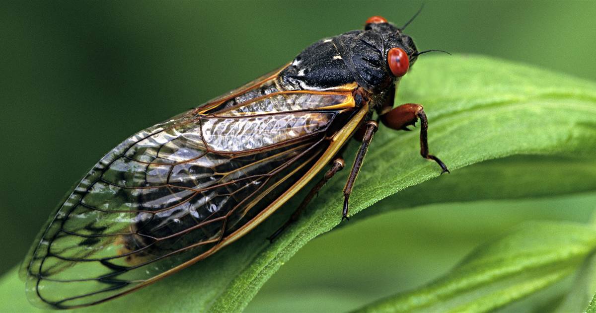 Trillions of Brood 10 Cicadas to Emerge in United States After 17 Years